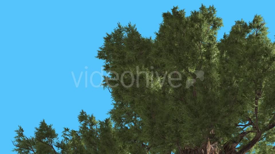 Western Juniper Crown Down up Coniferous - Download Videohive 15450832