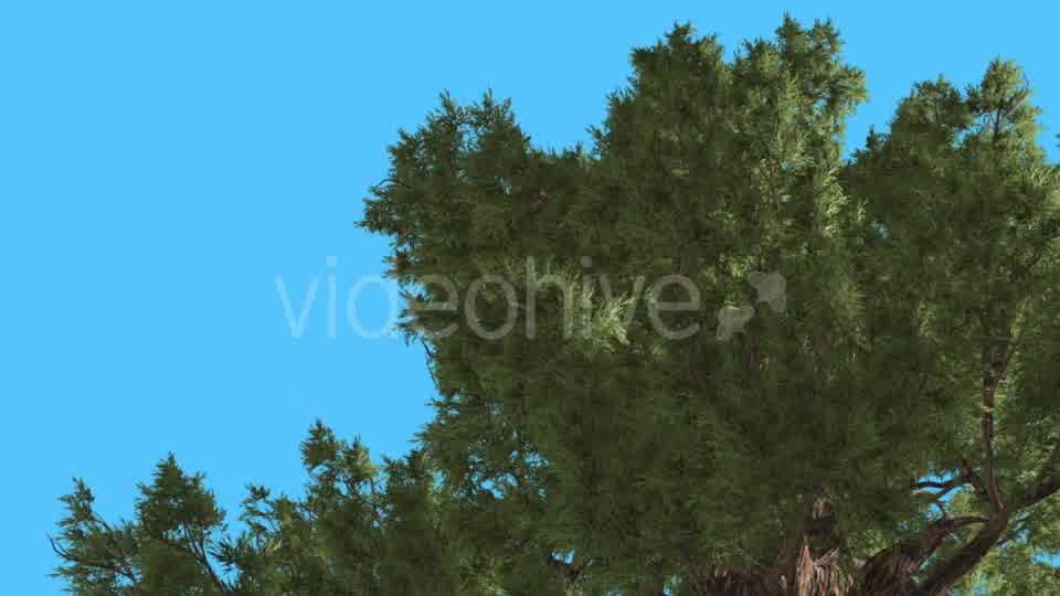 Western Juniper Crown Down up Coniferous - Download Videohive 15450832