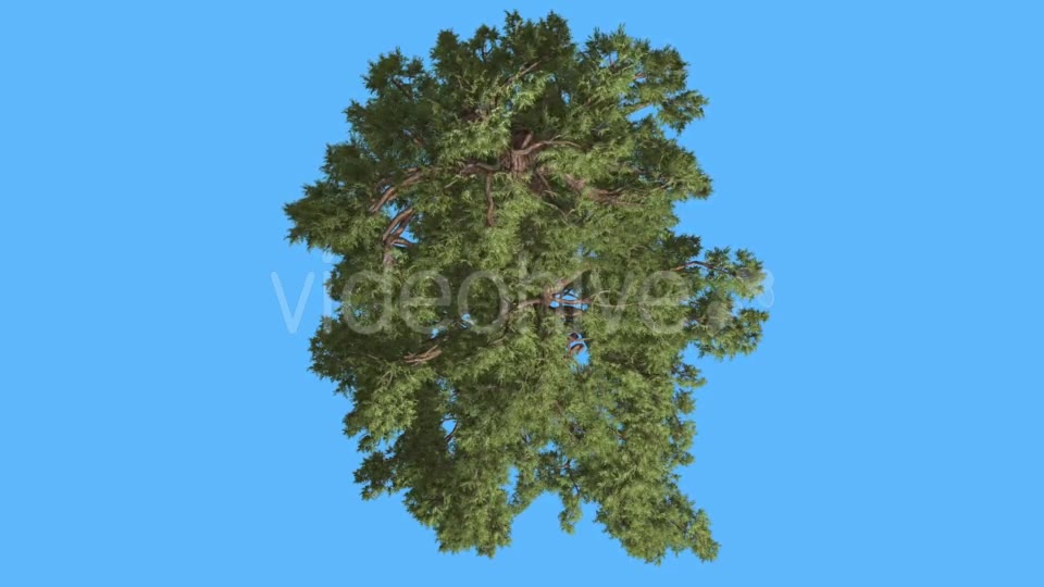Western Juniper Green Crown Top Down Coniferous - Download Videohive 15509219