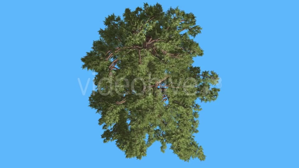 Western Juniper Green Crown Top Down Coniferous - Download Videohive 15509219