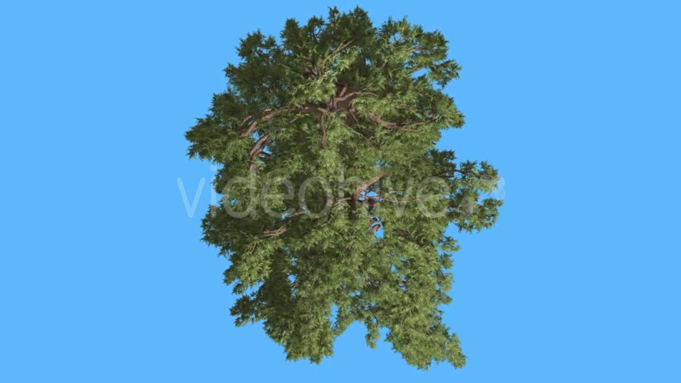 Western Juniper Green Crown Top Down Coniferous - Download Videohive 15509219