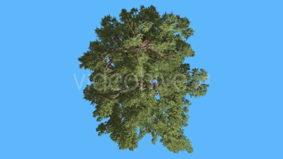 Western Juniper Green Crown Top Down Coniferous - Download Videohive 15509219