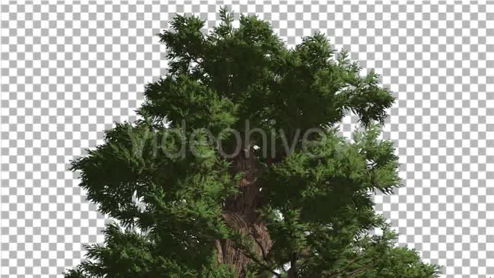 Western Juniper Lush Crown Fluttering Leaves - Download Videohive 15433896