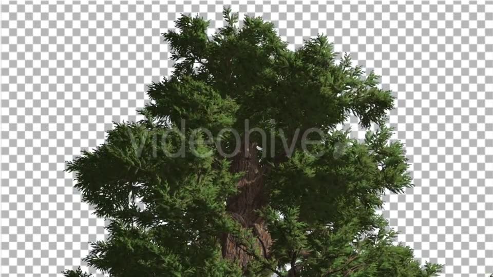 Western Juniper Lush Crown Fluttering Leaves - Download Videohive 15433896