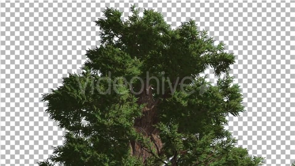 Western Juniper Lush Crown Fluttering Leaves - Download Videohive 15433896