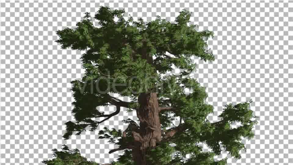 Western Juniper Moving Branches on a Crown - Download Videohive 15435775
