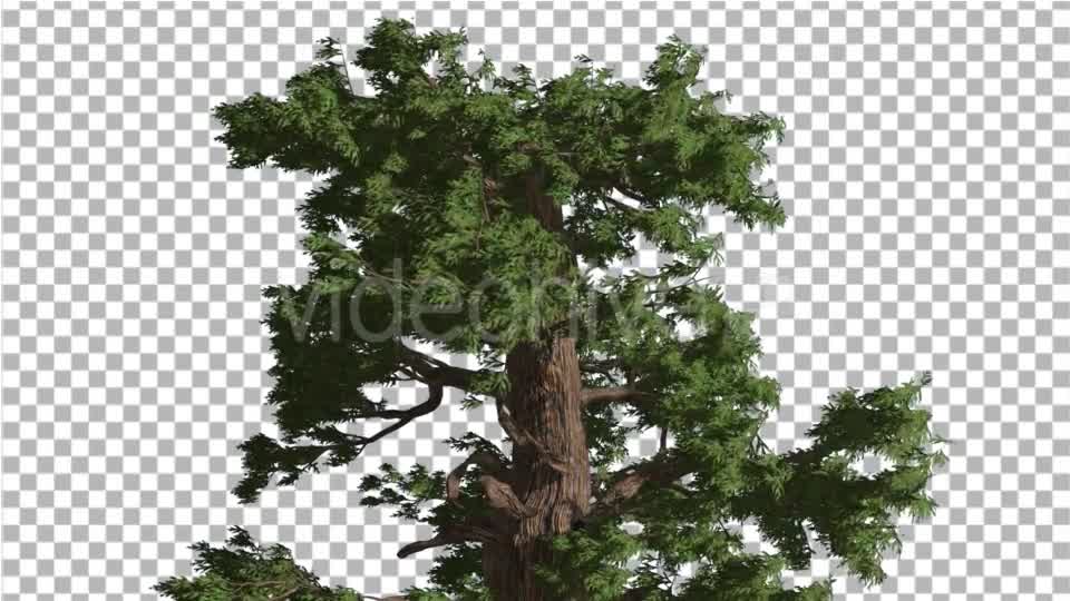 Western Juniper Moving Branches on a Crown - Download Videohive 15435775