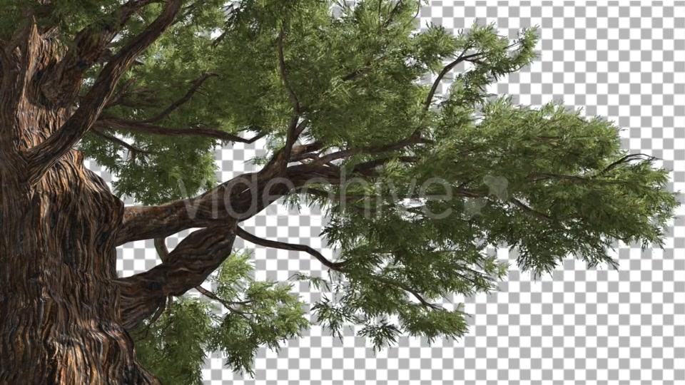 Western Juniper Old Tree Thick Bark Coniferous - Download Videohive 16964126