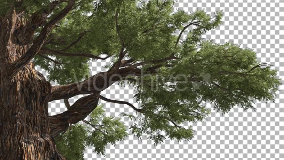 Western Juniper Old Tree Thick Bark Coniferous - Download Videohive 16964126