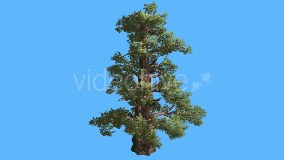 Western Juniper Remote Cone Shaped Trunk - Download Videohive 15450930