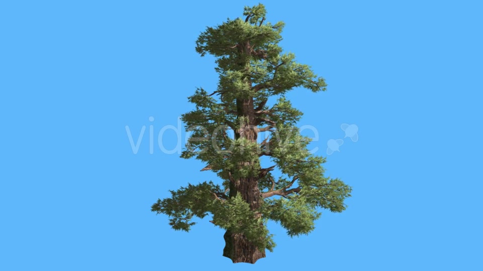 Western Juniper Remote Cone Shaped Trunk - Download Videohive 15450930