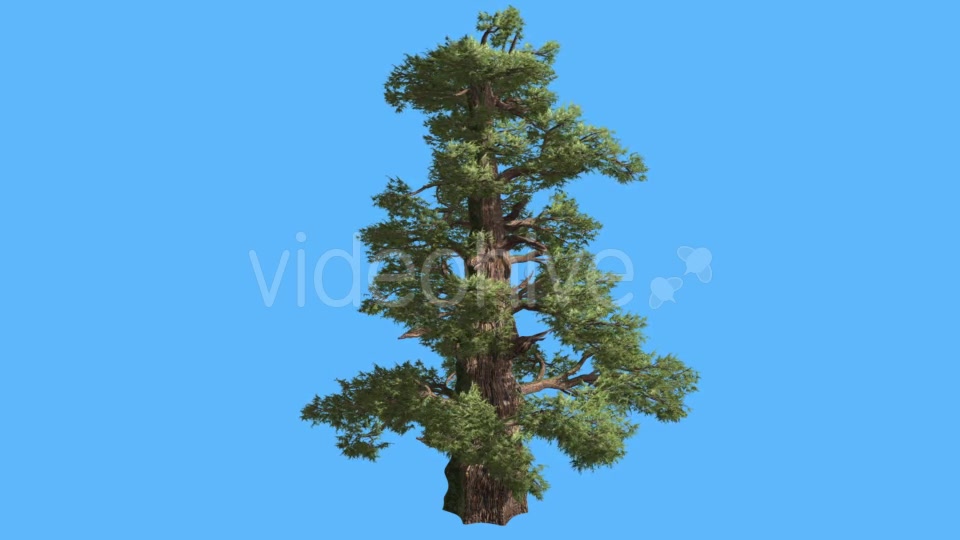 Western Juniper Remote Cone Shaped Trunk - Download Videohive 15450930