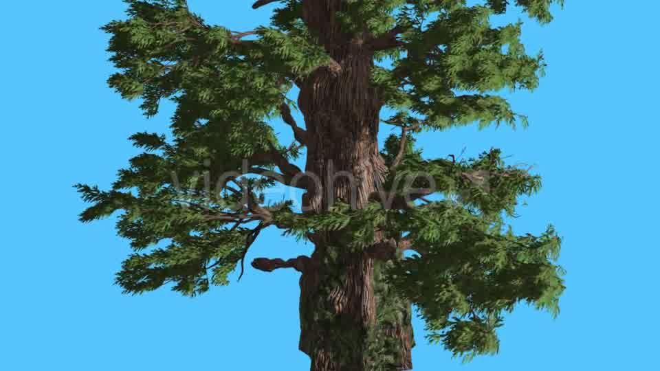 Western Juniper Strong Trunk and Fluttering - Download Videohive 15451832