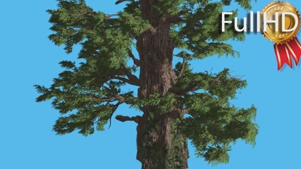 Western Juniper Strong Trunk and Fluttering - Download Videohive 15451832