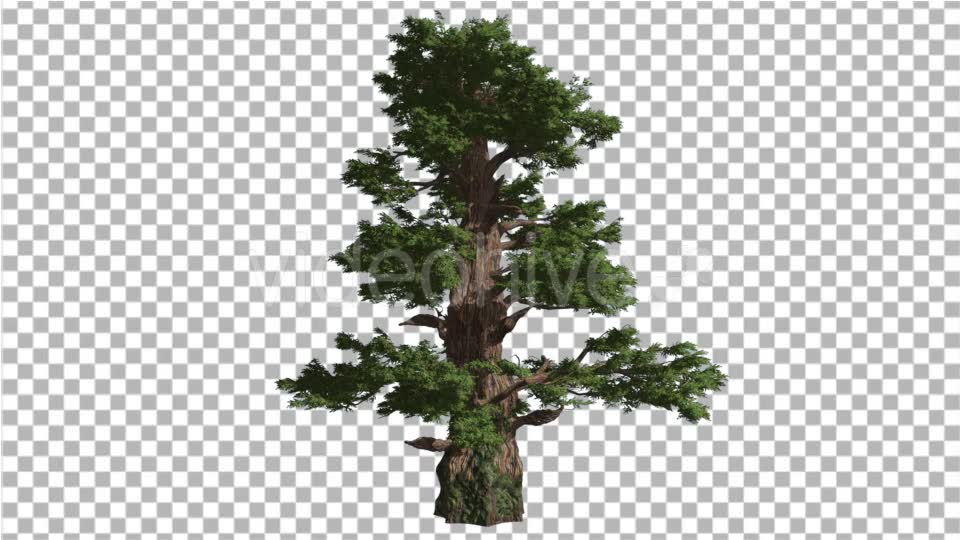 Western Juniper Thick Trunk Scale Like Leaves - Download Videohive 15323039