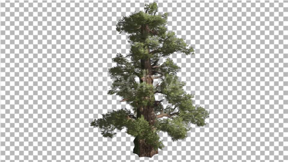 Western Juniper Thick Trunk Scale Like Leaves - Download Videohive 16958451
