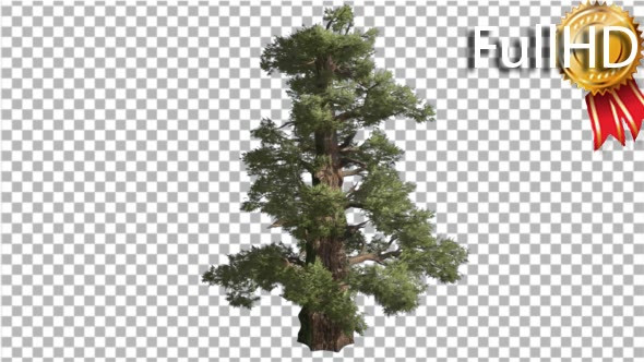 Western Juniper Thick Trunk Scale Like Leaves - Download Videohive 16958451