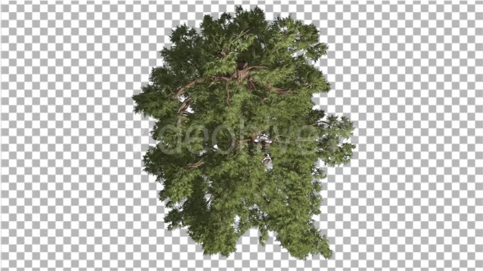 Western Juniper Top Down Coniferous Evergreen - Download Videohive 19252990