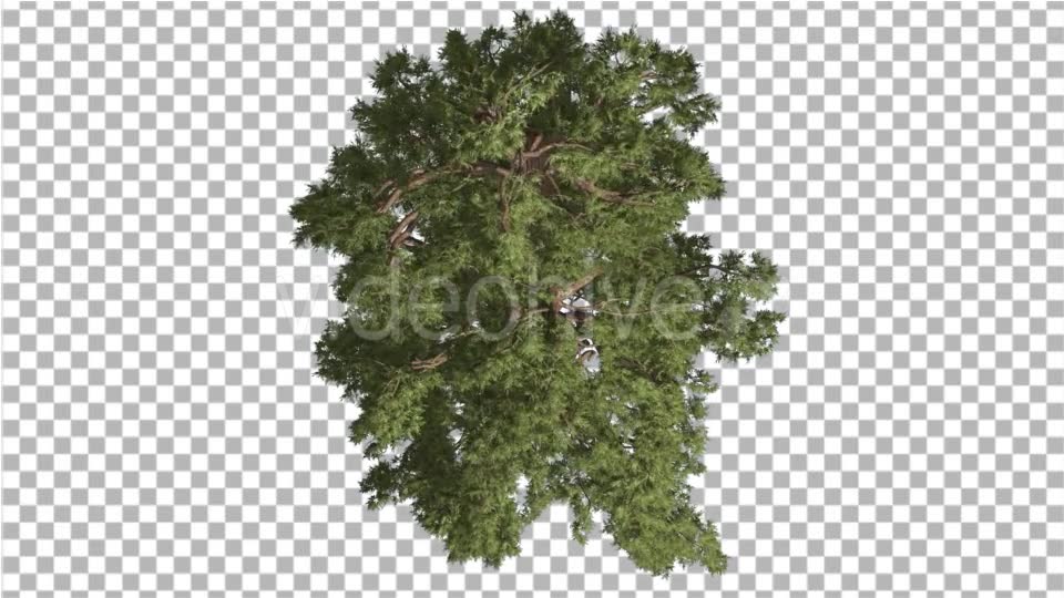 Western Juniper Top Down Coniferous Evergreen - Download Videohive 19252990