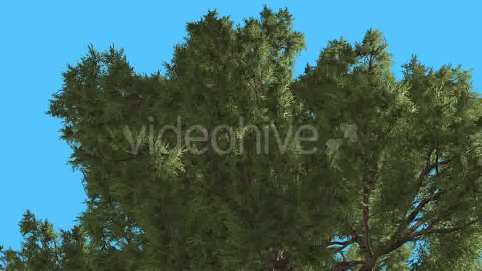 Western Juniper Top of Branchy Crown Coniferous - Download Videohive 15422278