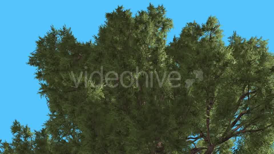 Western Juniper Top of Branchy Crown Coniferous - Download Videohive 15422278