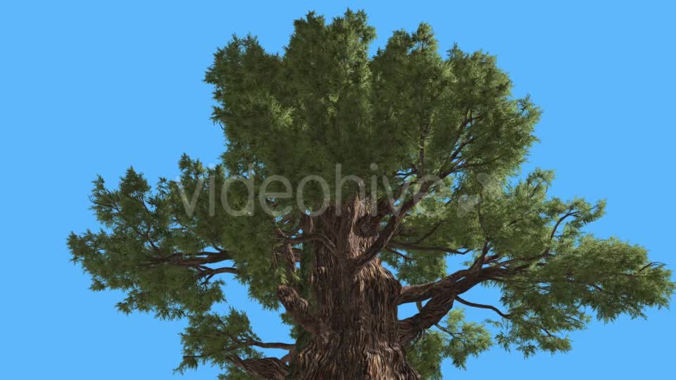 Western Juniper Top of Branchy Tree Coniferous - Download Videohive 15454594