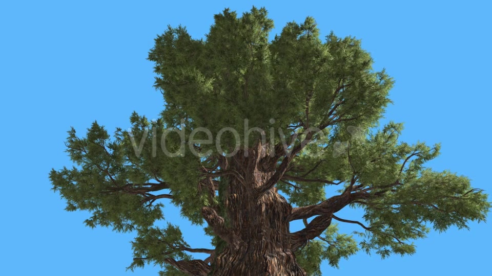 Western Juniper Top of Branchy Tree Coniferous - Download Videohive 15454594