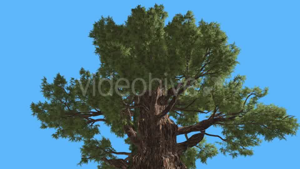 Western Juniper Top of Branchy Tree Coniferous - Download Videohive 15454594