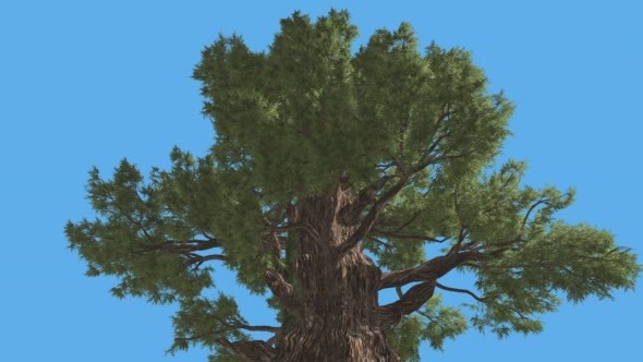 Western Juniper Top of Branchy Tree Coniferous - Download Videohive 15454594