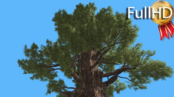 Western Juniper Top of Branchy Tree Coniferous - Download Videohive 16965875