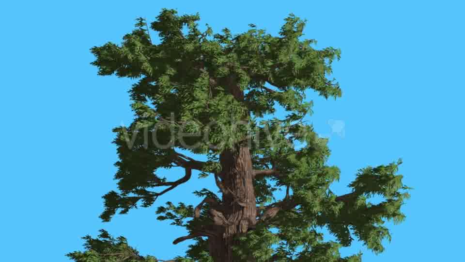 Western Juniper Top of Tree Fluttering Leaves - Download Videohive 15434122