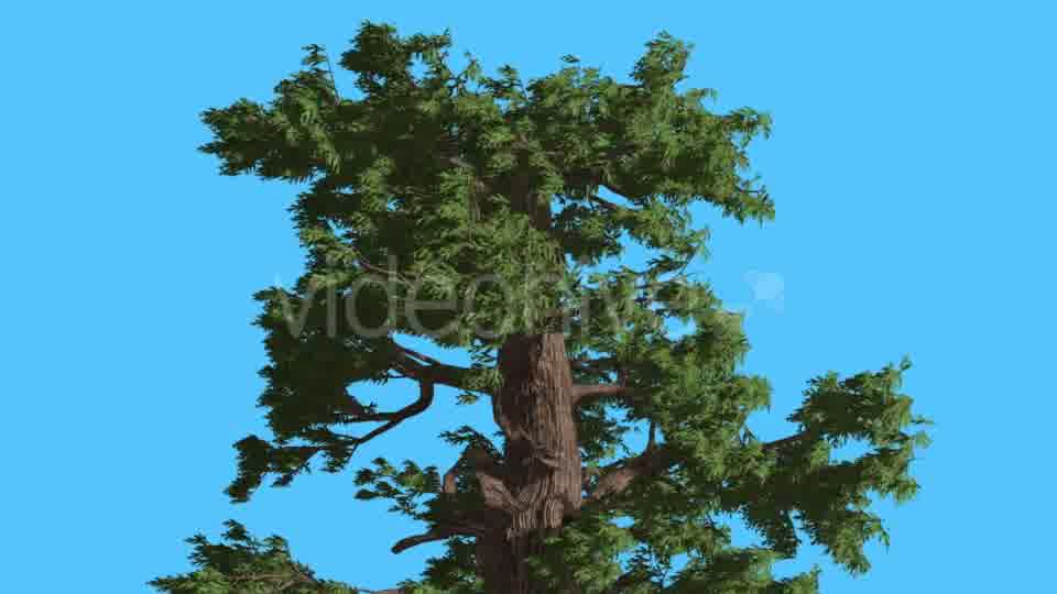 Western Juniper Top of Tree Fluttering Leaves - Download Videohive 15434122