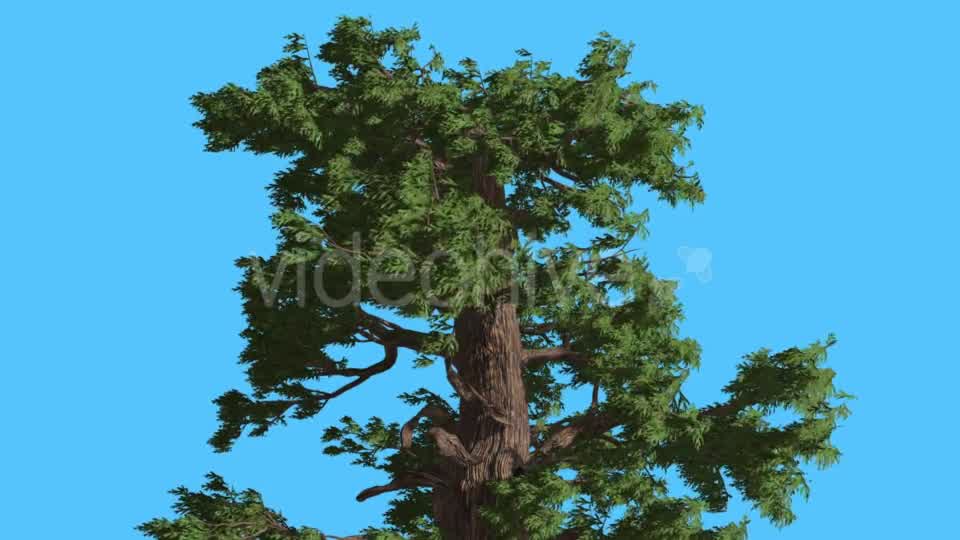 Western Juniper Top of Tree Fluttering Leaves - Download Videohive 15434122