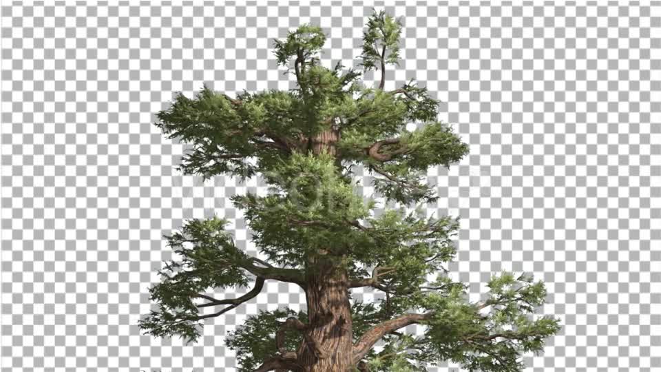 Western Juniper Top of Tree Green Yellow Branches - Download Videohive 15425225