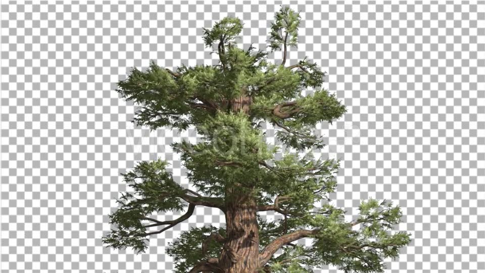 Western Juniper Top of Tree Green Yellow Branches - Download Videohive 15425225