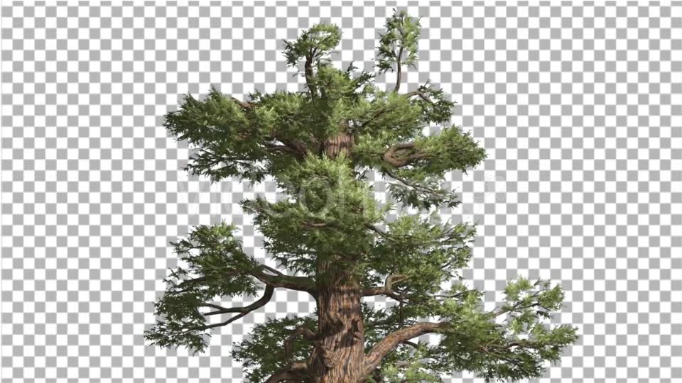 Western Juniper Top of Tree Green Yellow Branches - Download Videohive 15425225