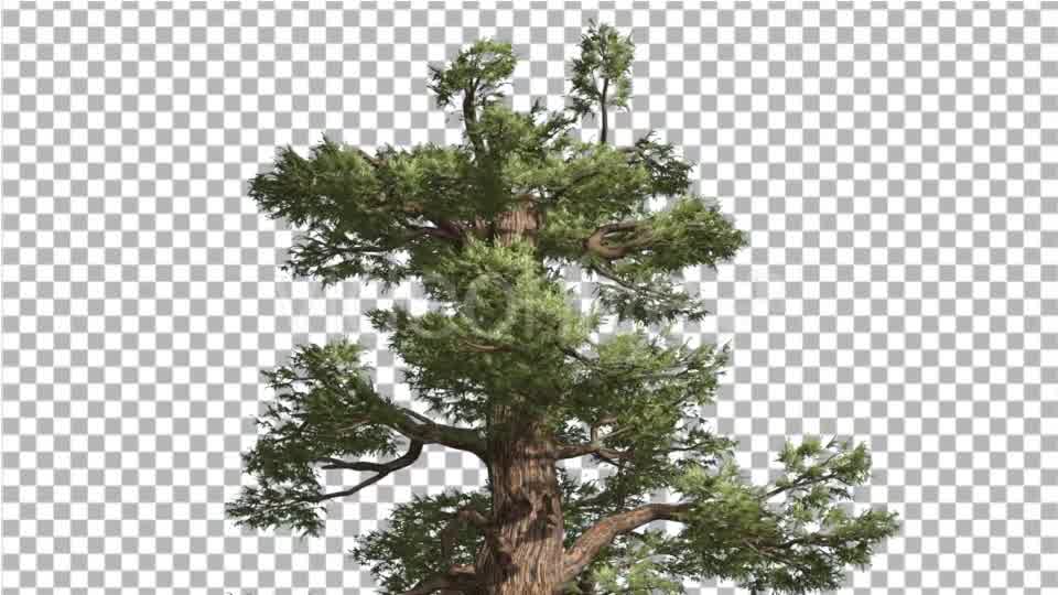 Western Juniper Top of Tree Green Yellow Branches - Download Videohive 15425225