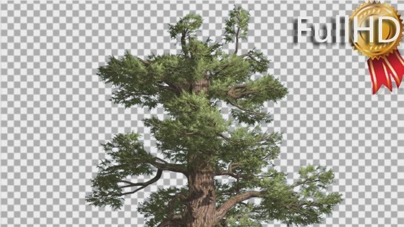 Western Juniper Top of Tree Green Yellow Branches - Download Videohive 15425225