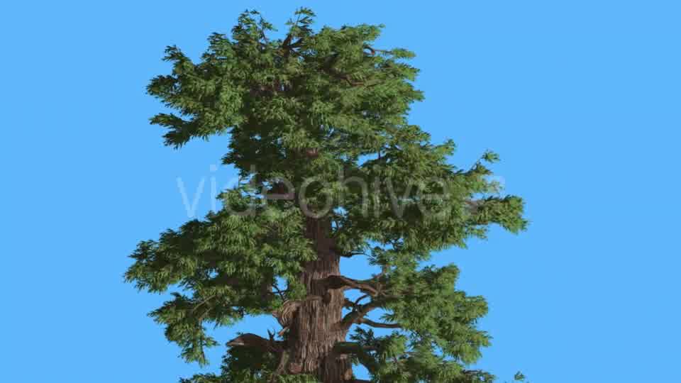 Western Juniper Top of Tree in Sunny Day - Download Videohive 16965804