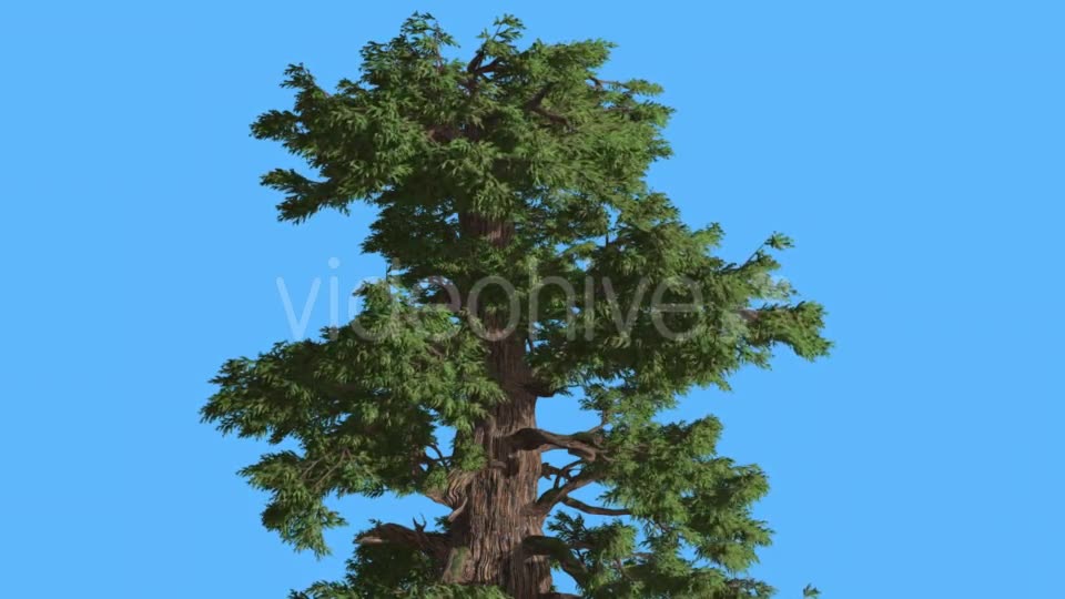 Western Juniper Top of Tree in Sunny Day - Download Videohive 16965804