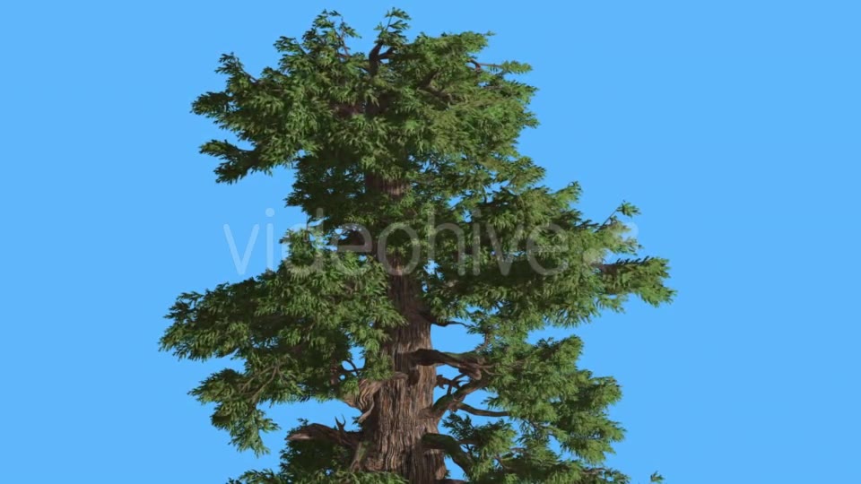 Western Juniper Top of Tree in Sunny Day - Download Videohive 16965804