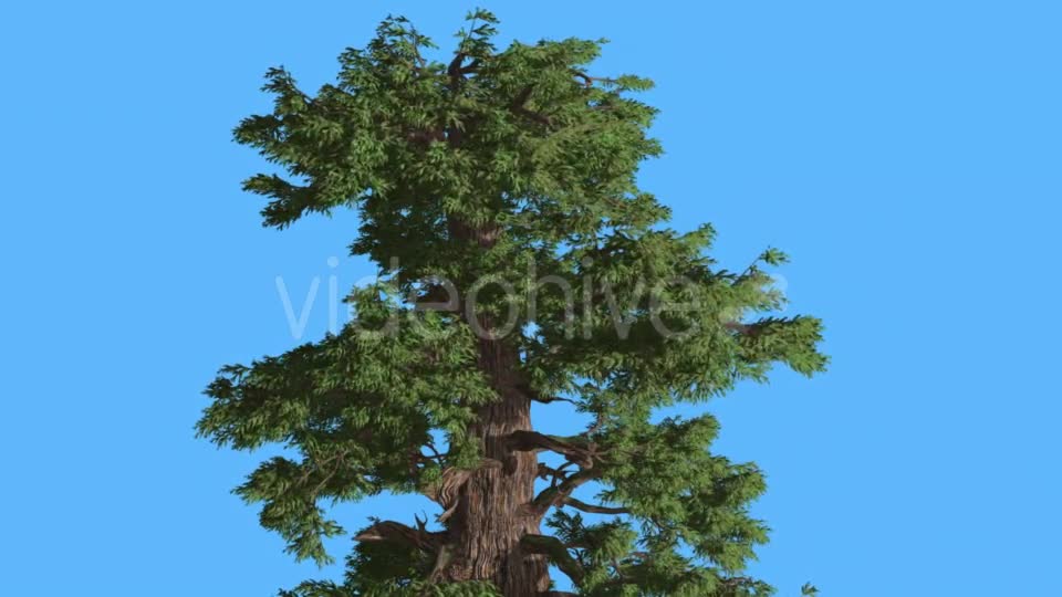 Western Juniper Top of Tree in Sunny Day - Download Videohive 16965804