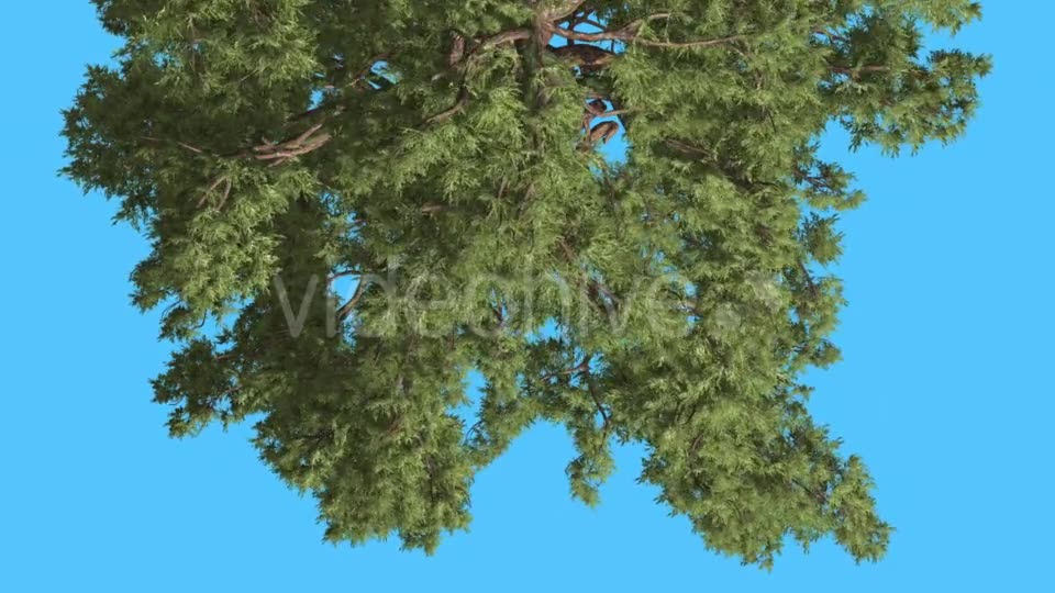 Western Juniper Top of Tree Turned Image - Download Videohive 15424098