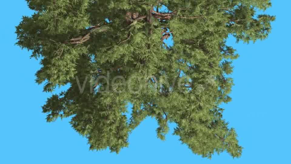 Western Juniper Top of Tree Turned Image - Download Videohive 15424098