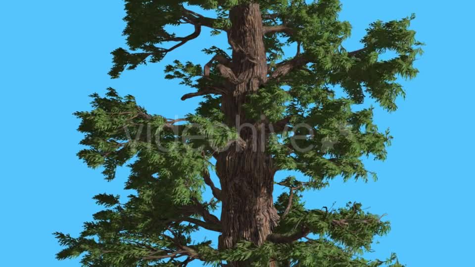 Western Juniper Trunk and Branches Coniferous - Download Videohive 15423661