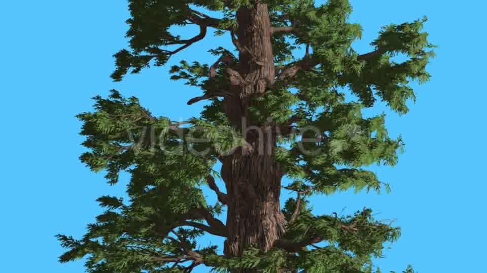 Western Juniper Trunk and Branches Coniferous - Download Videohive 15423661