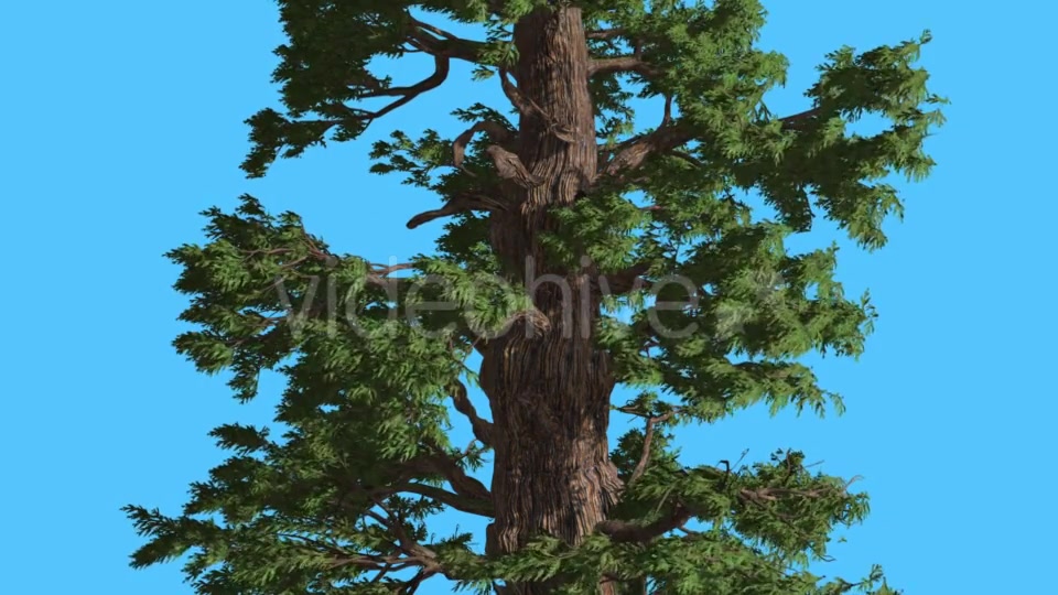 Western Juniper Trunk and Branches Coniferous - Download Videohive 15423661