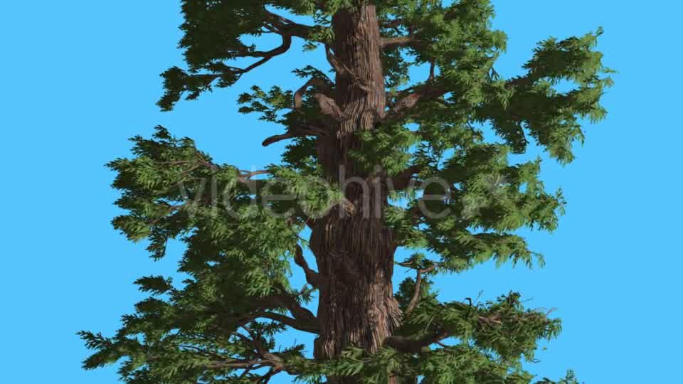 Western Juniper Trunk and Branches Coniferous - Download Videohive 15423661