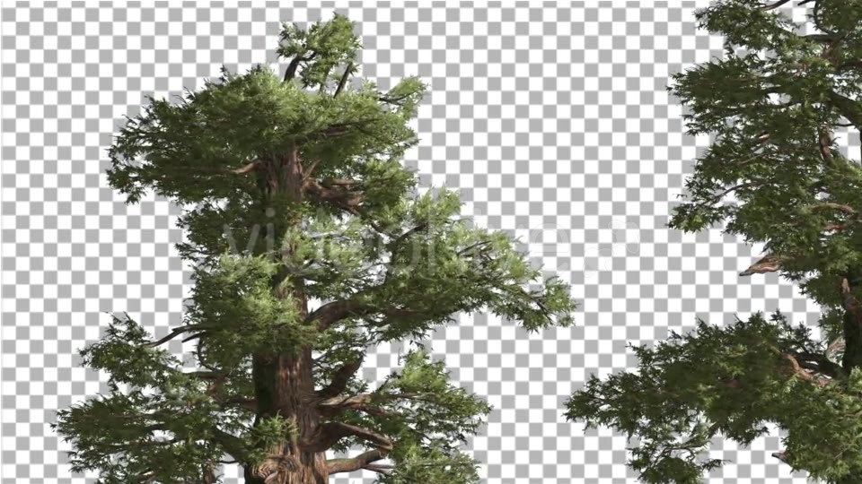 Western Juniper Two Thick Trees Coniferous - Download Videohive 15423267