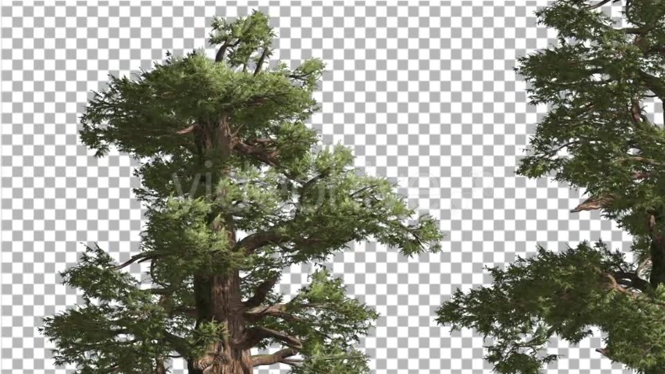 Western Juniper Two Thick Trees Coniferous - Download Videohive 15423267